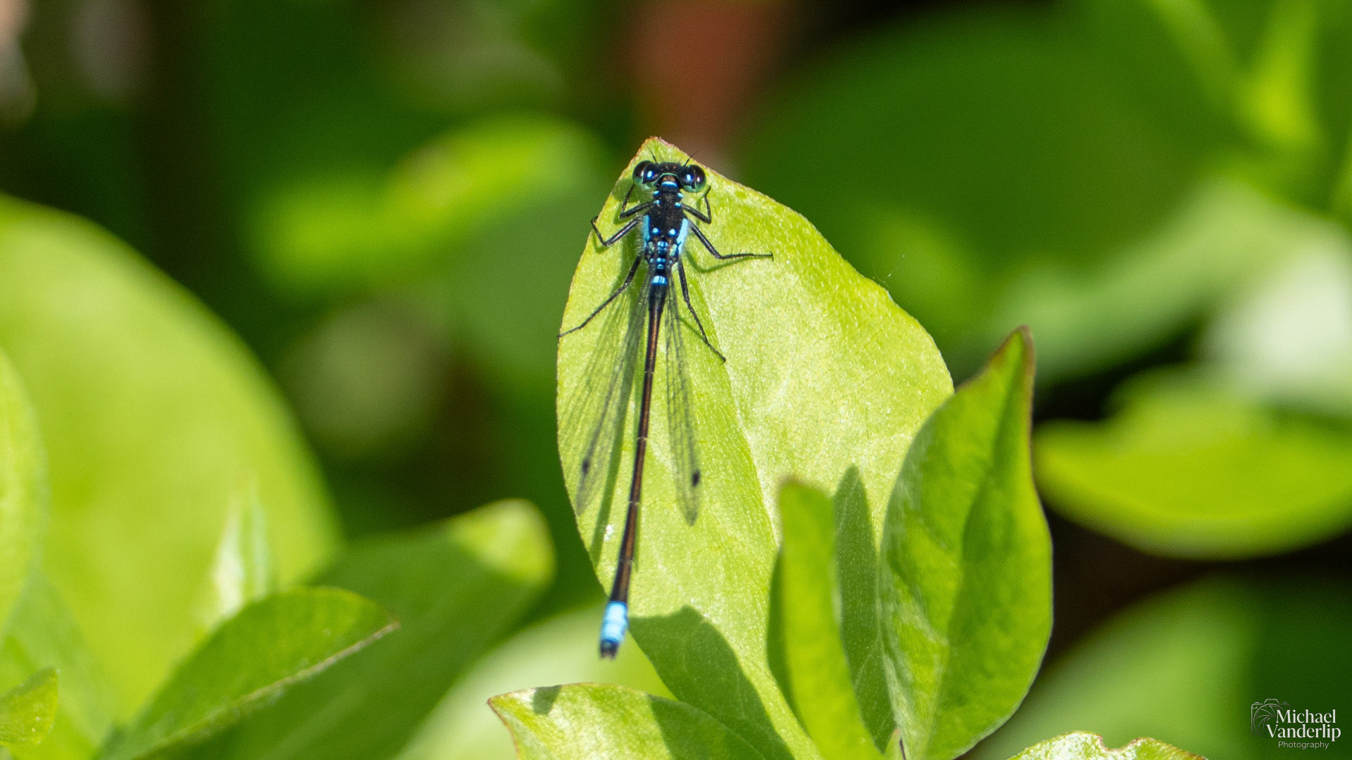 Pacific Forktail Damselfly along the Bear Creek Greenway near Talent, Oregon.