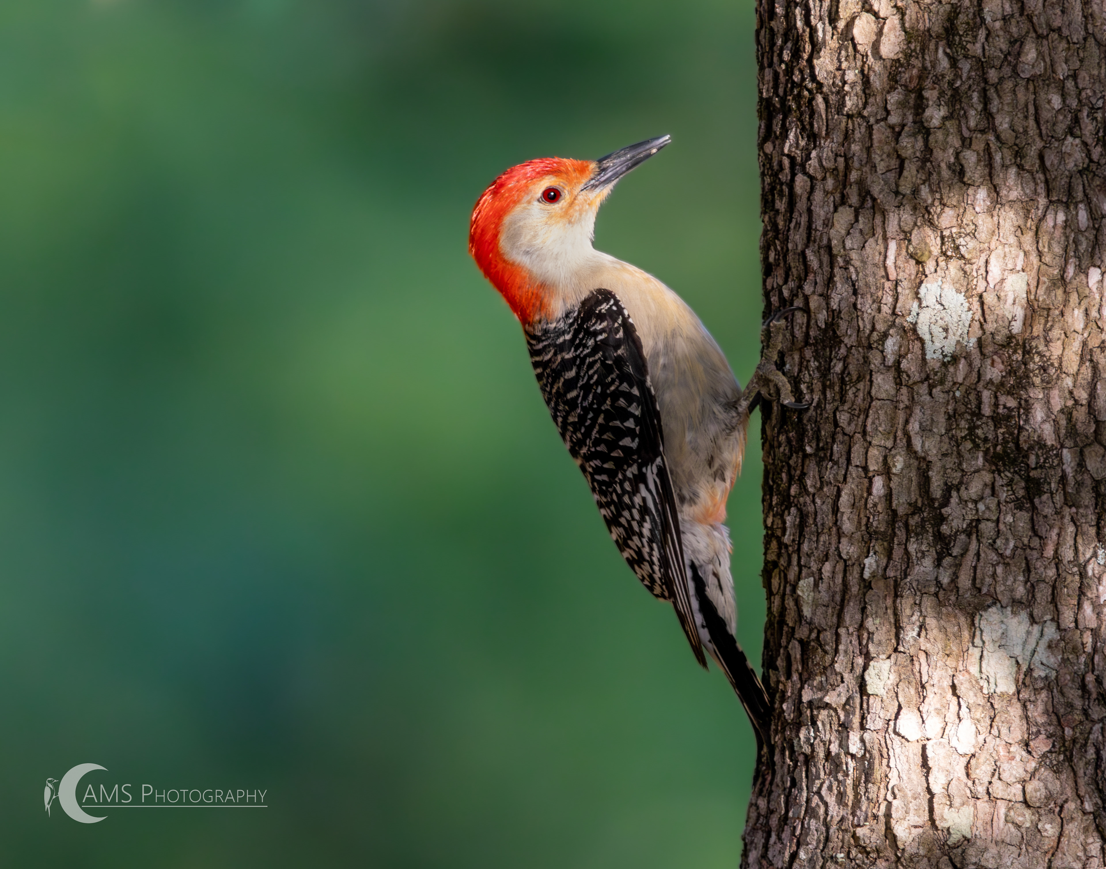 Red-bellied Woodpecker