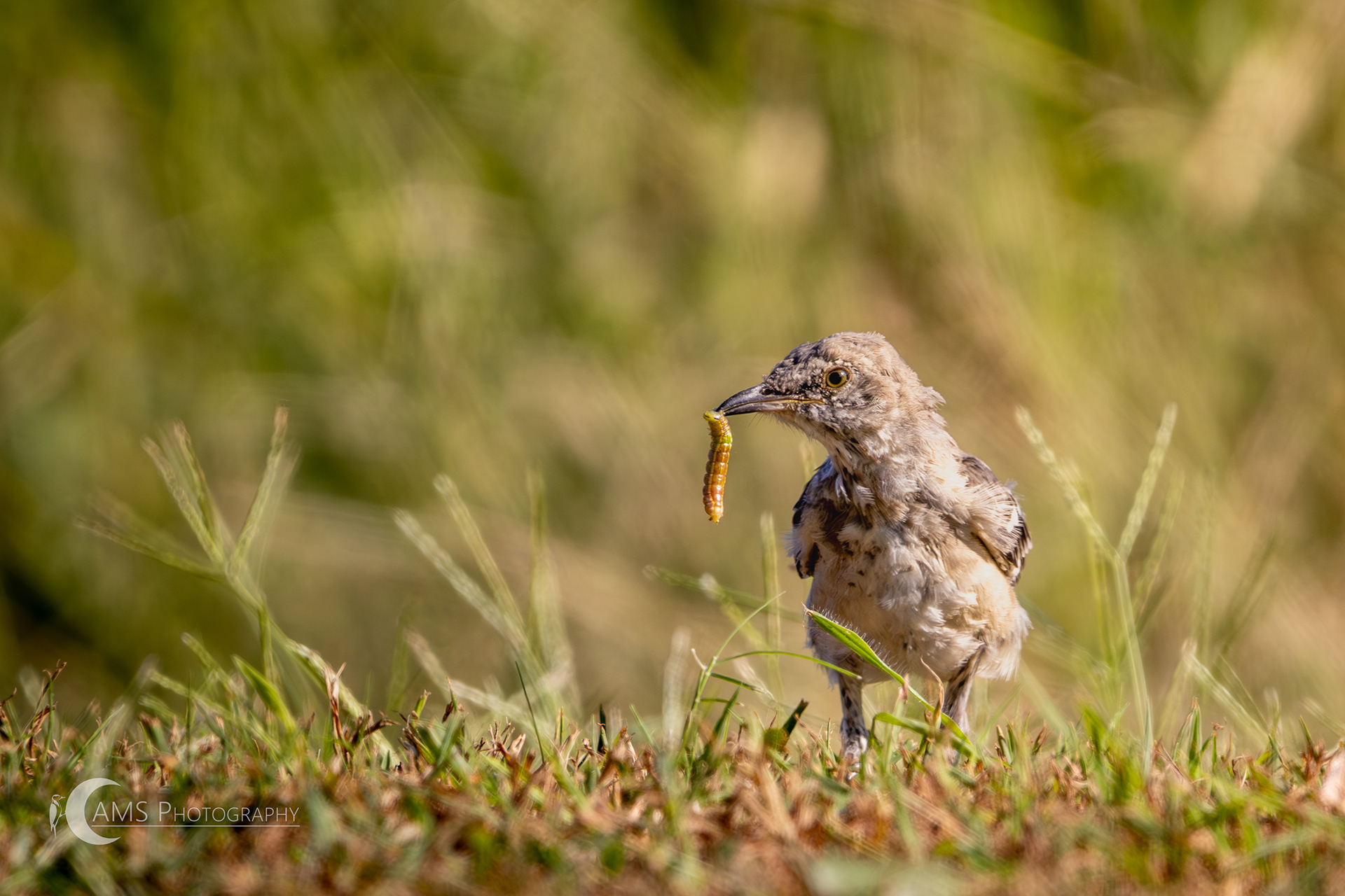 Juvenile Mockingbird