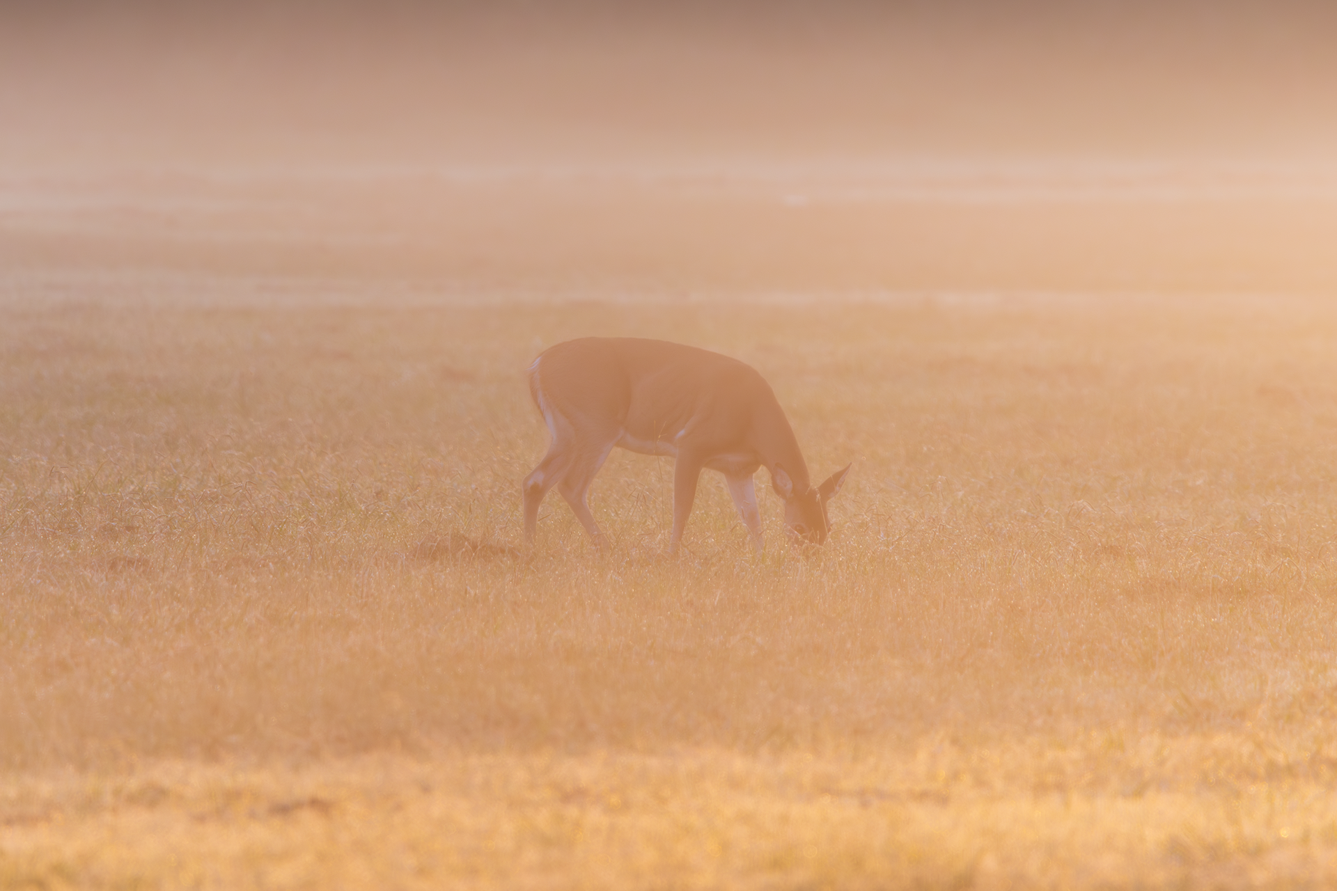 Doe in the Mist