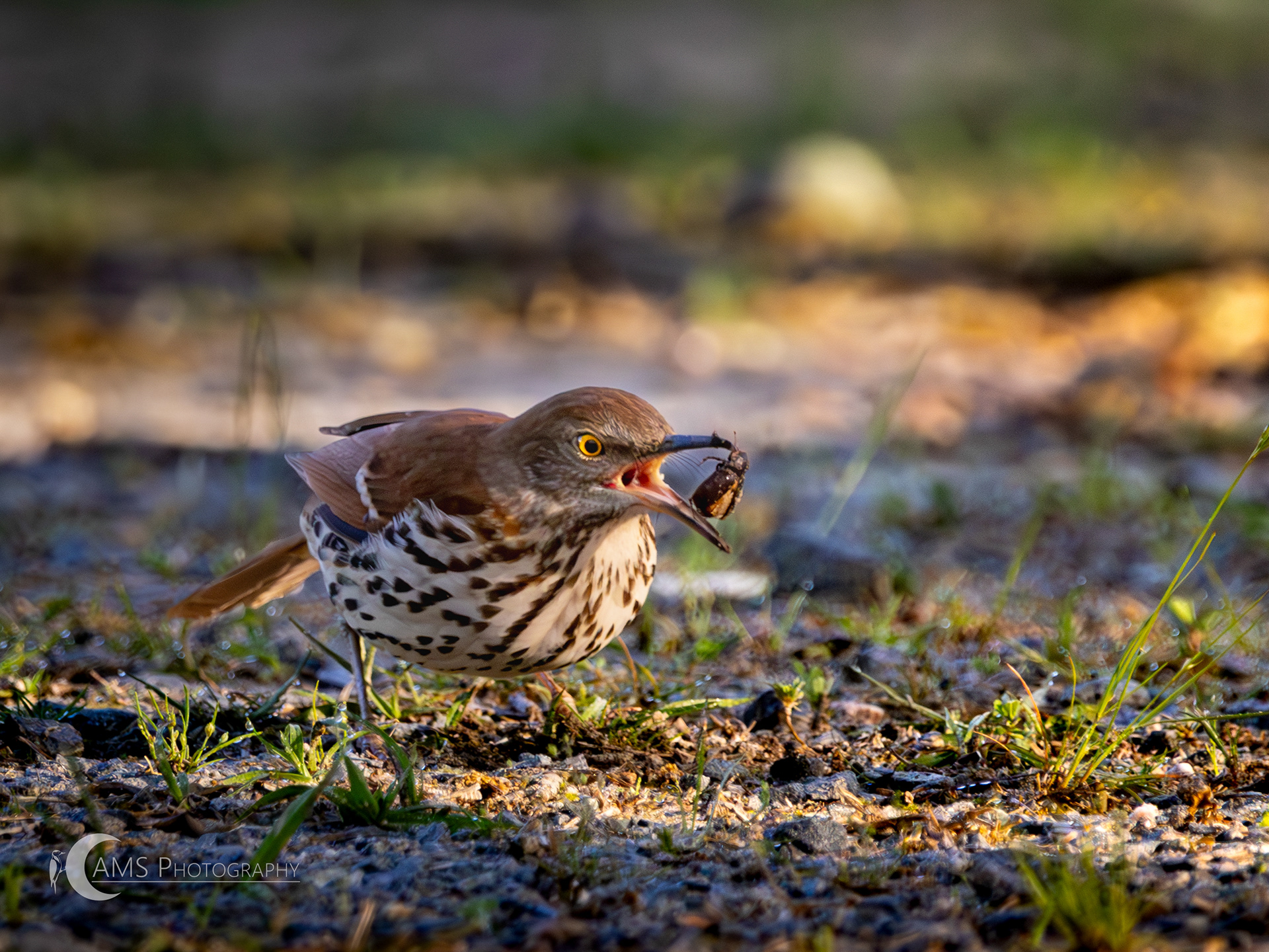 Brown Thrasher