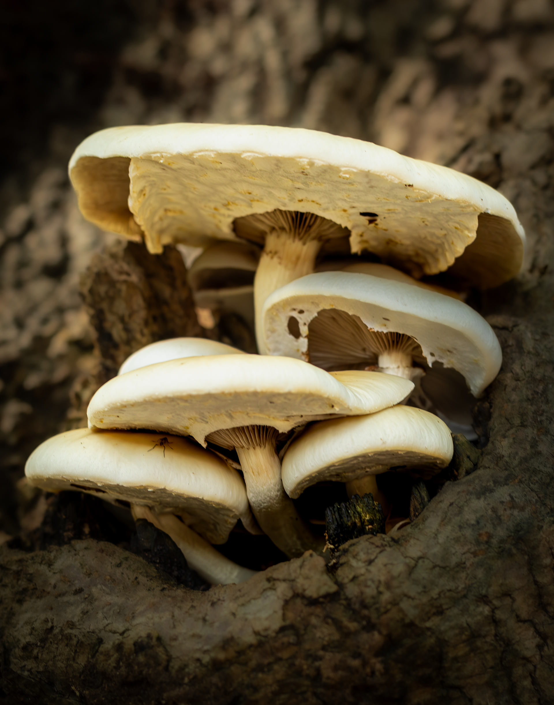 Mushrooms by the Arkansas River