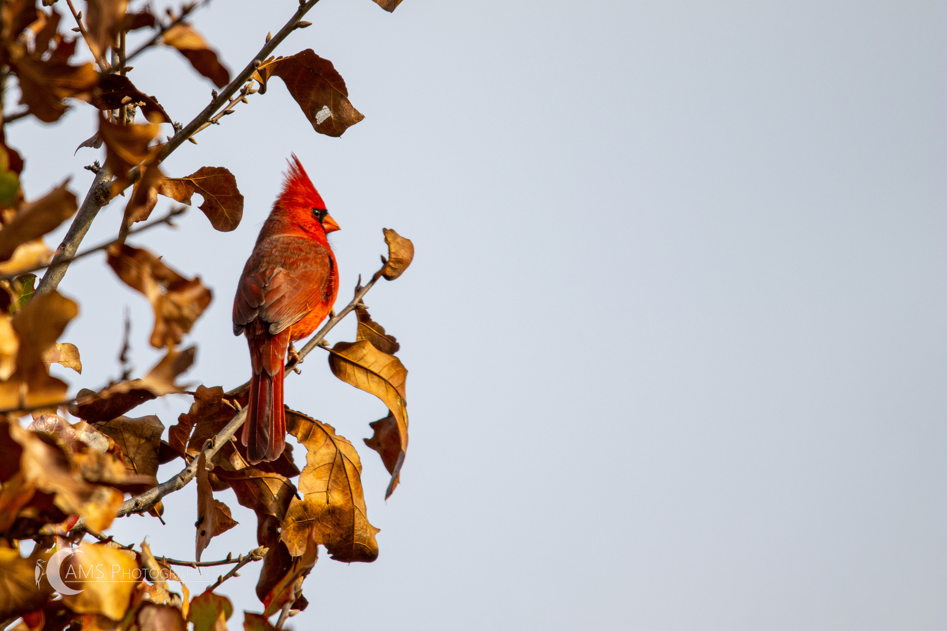 Cardinal