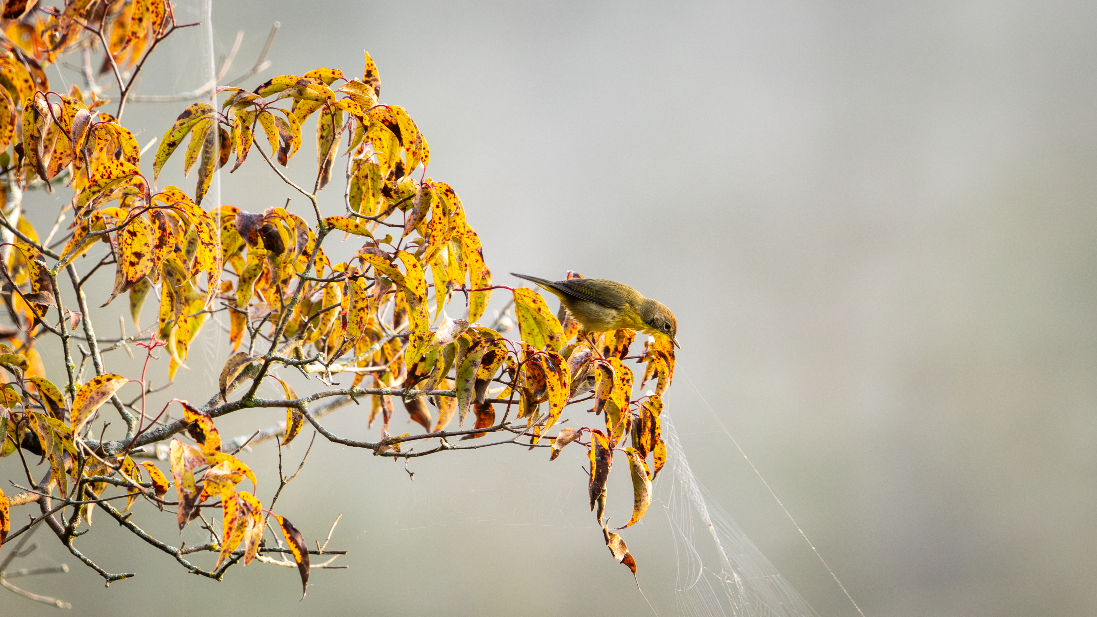 A Warbler Inspecting a Spider's Web