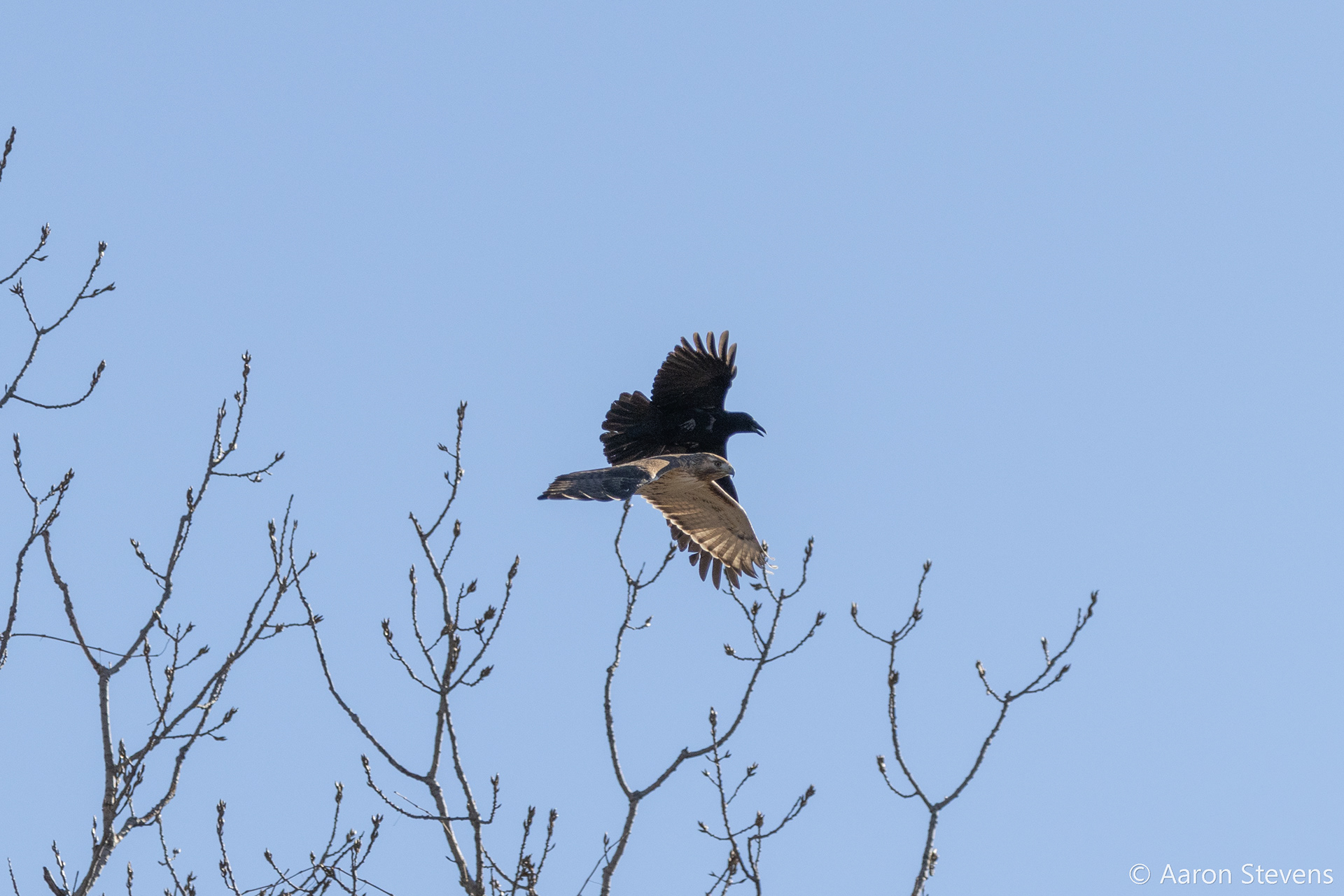 Hawk and Crow