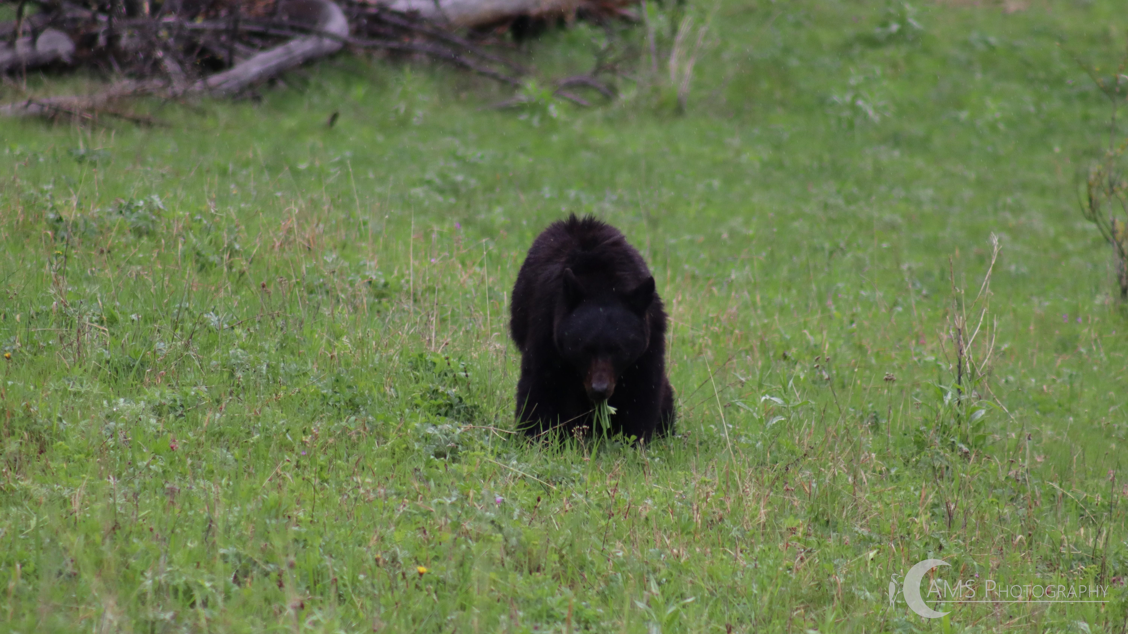 Black Bear getting its daily fiber