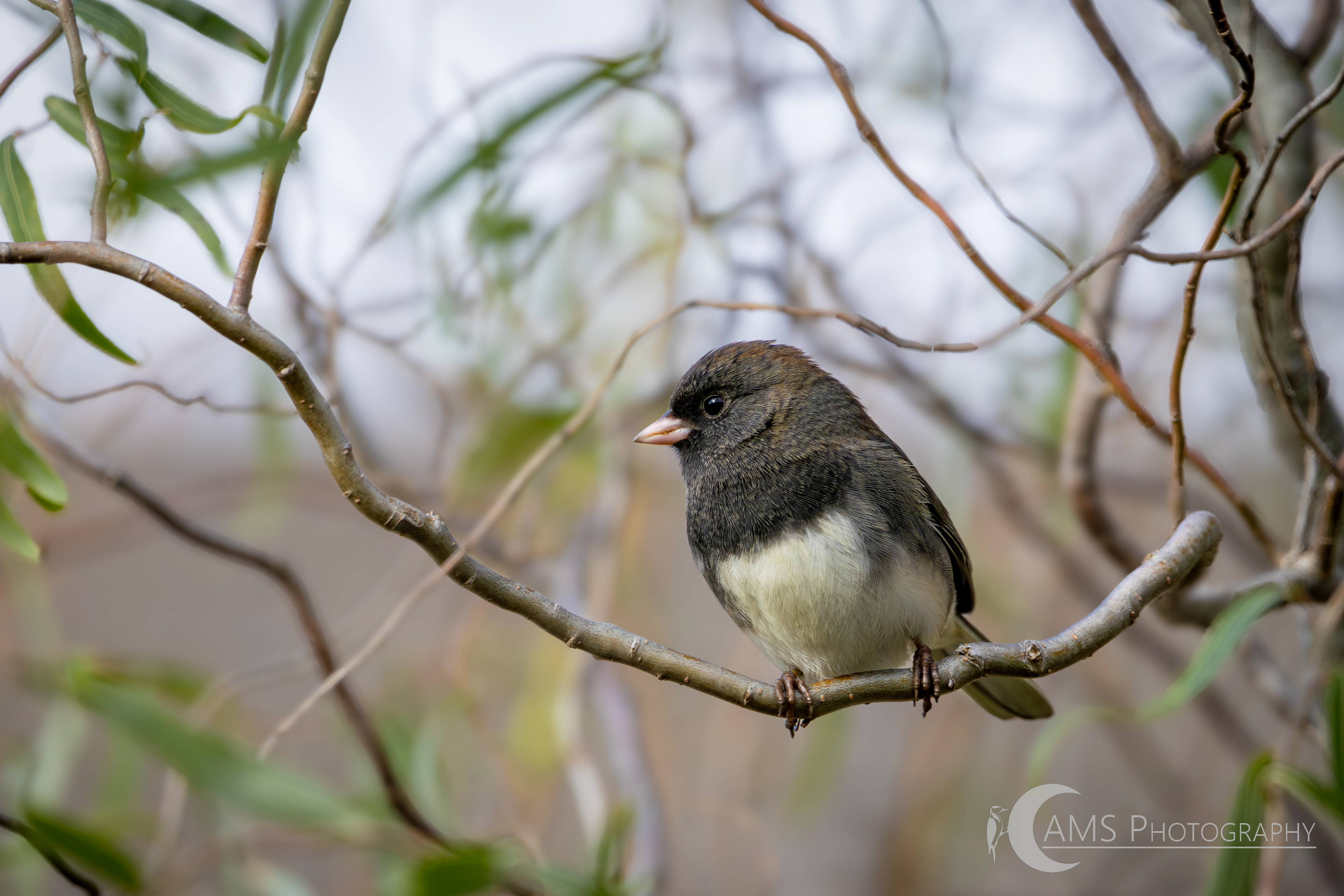 Eastern Phoebe