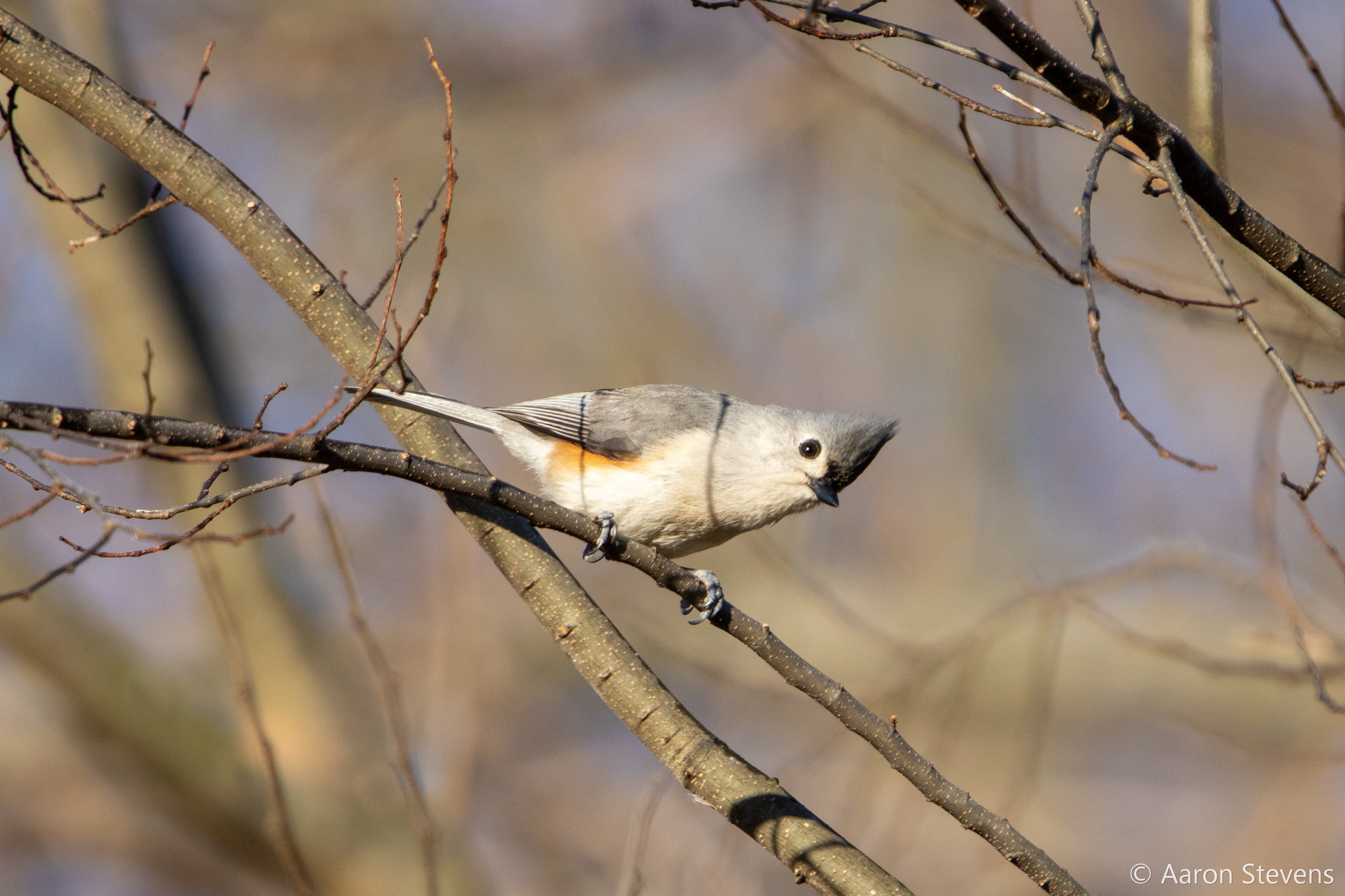 Tufted Titmouse