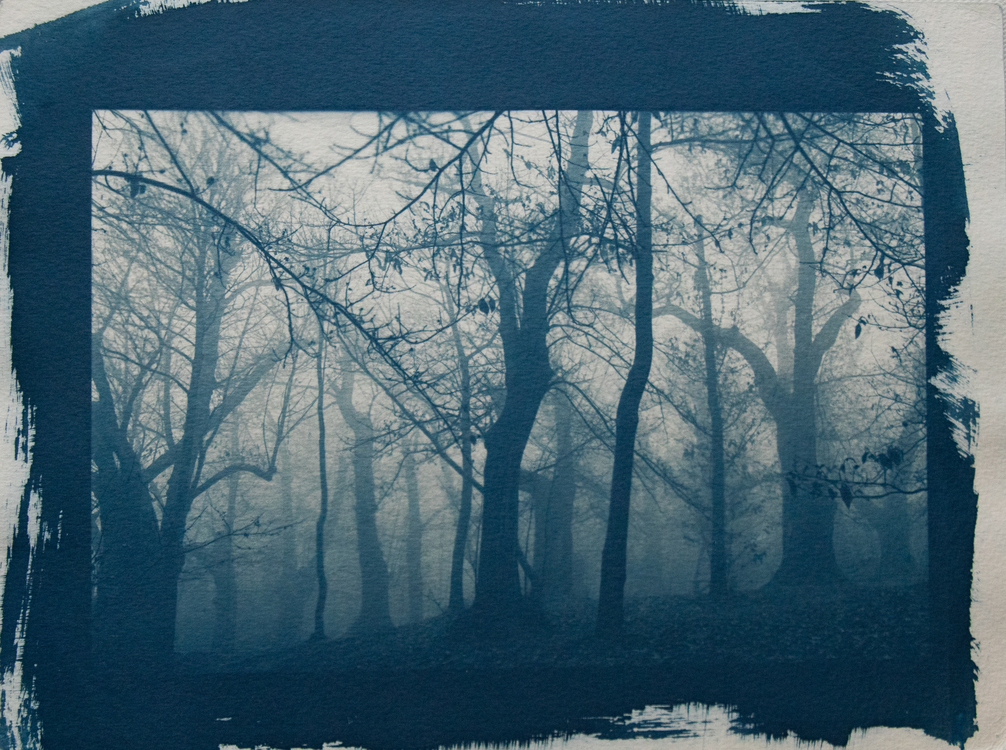 cyanotype