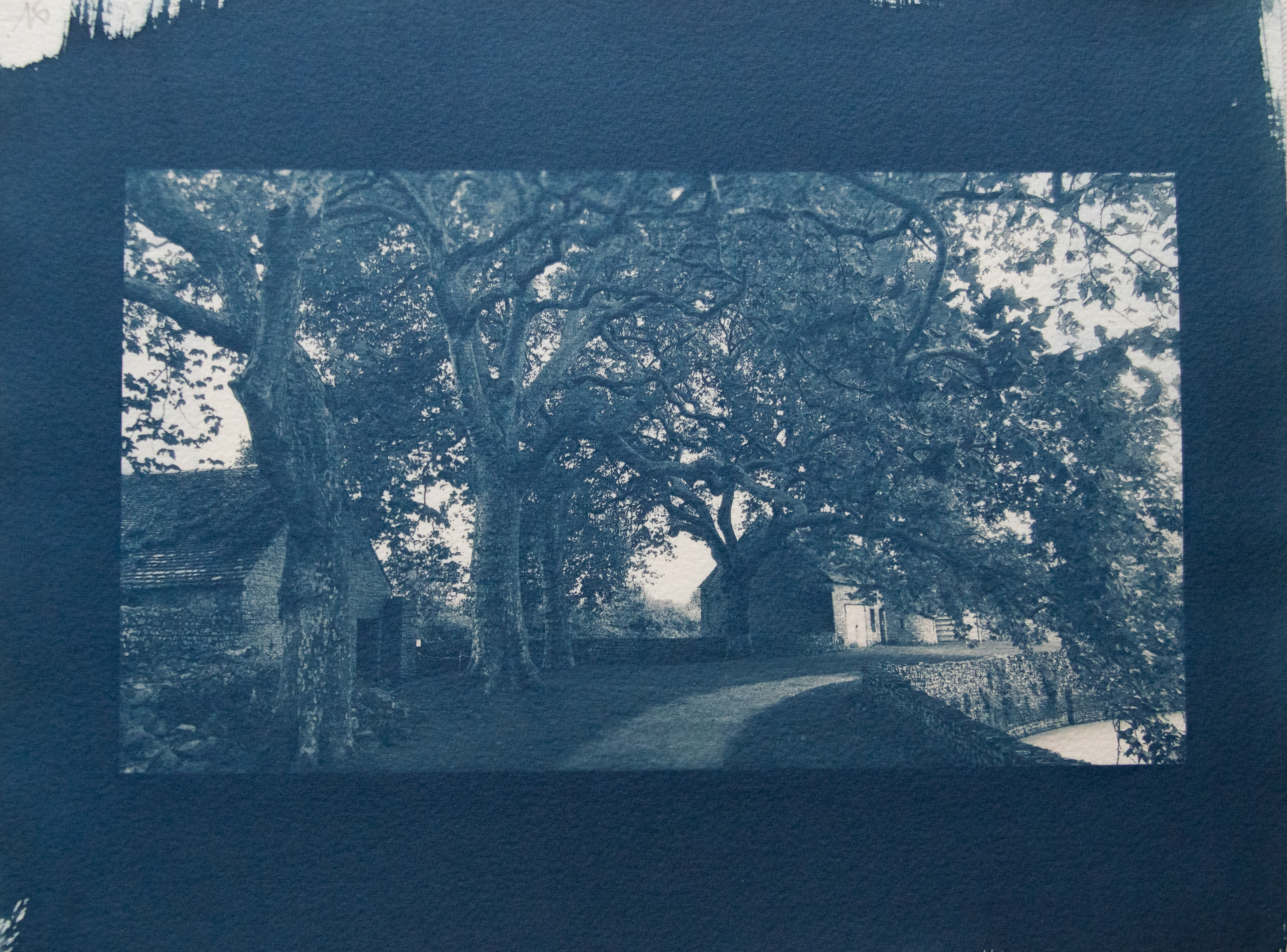 cyanotype