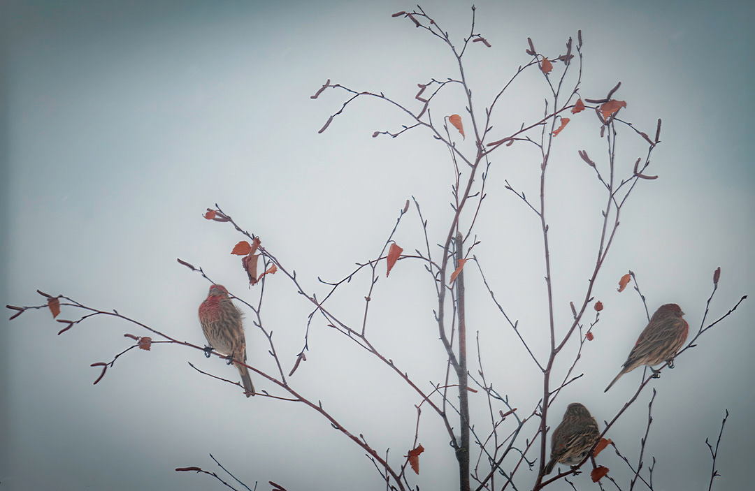 House Finches