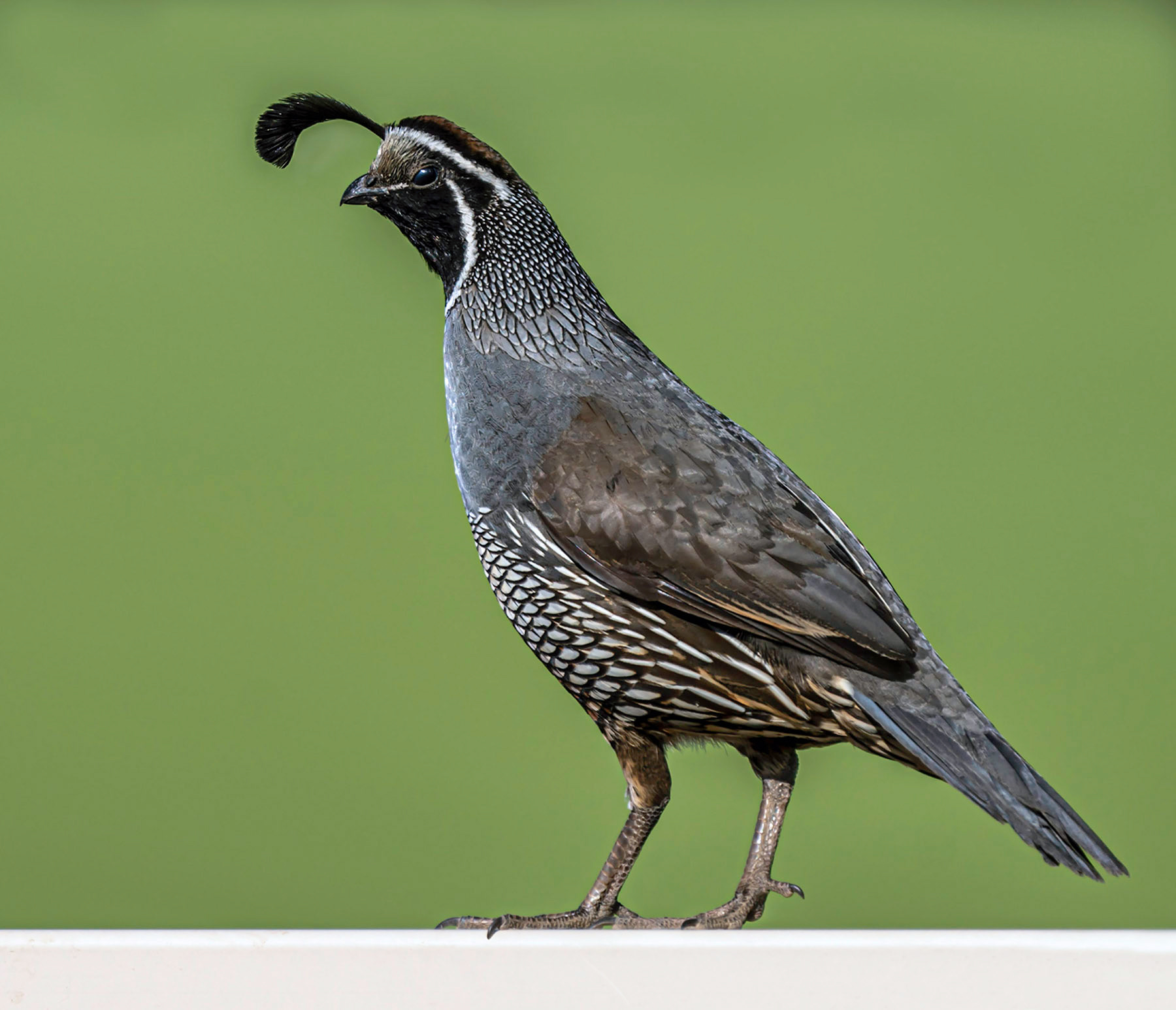 California Quail