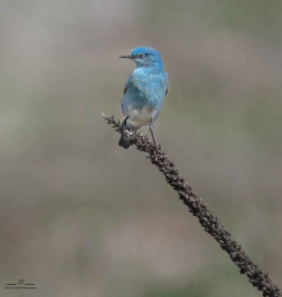 Mountain Bluebird