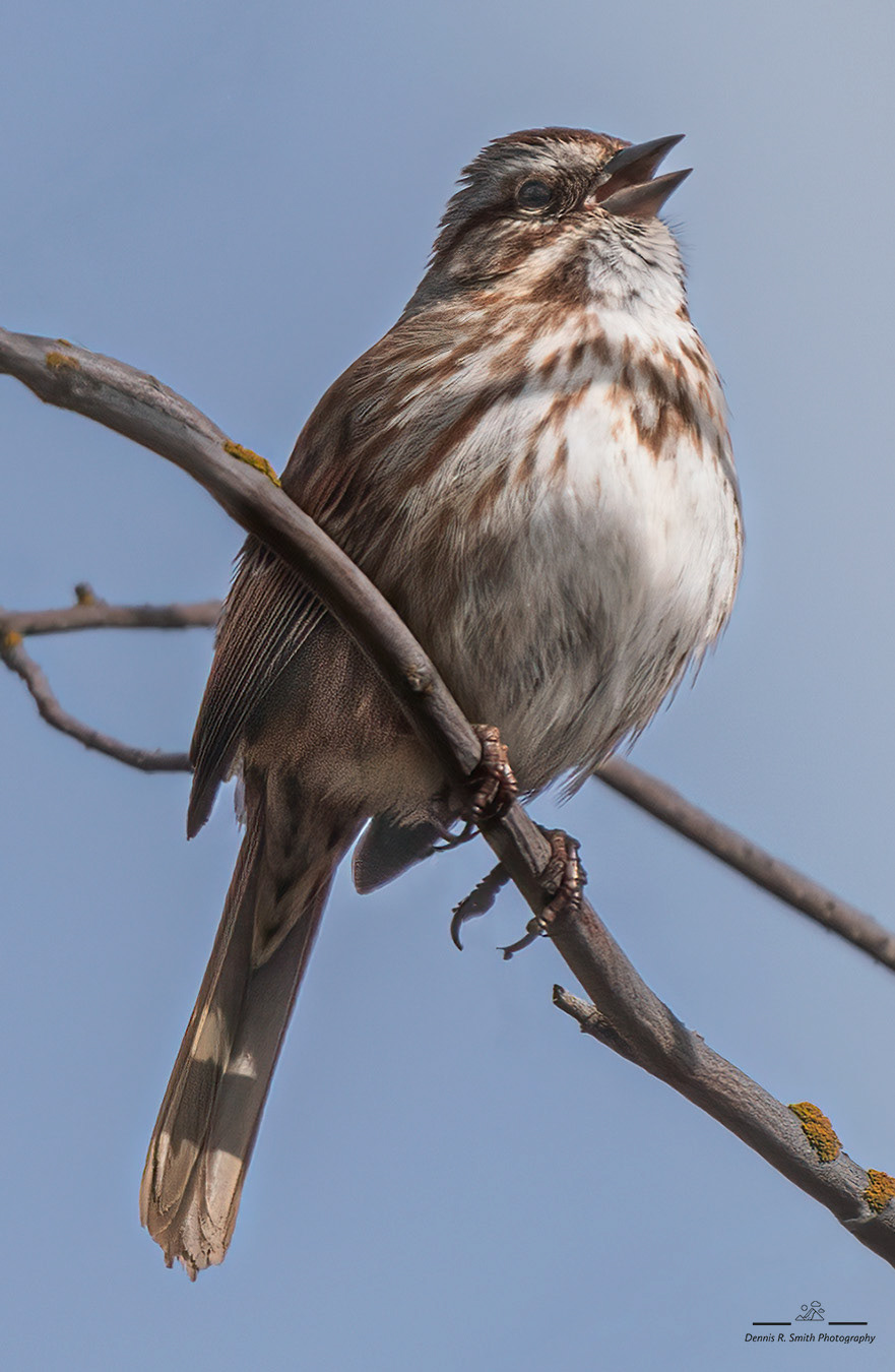 Song Sparrow