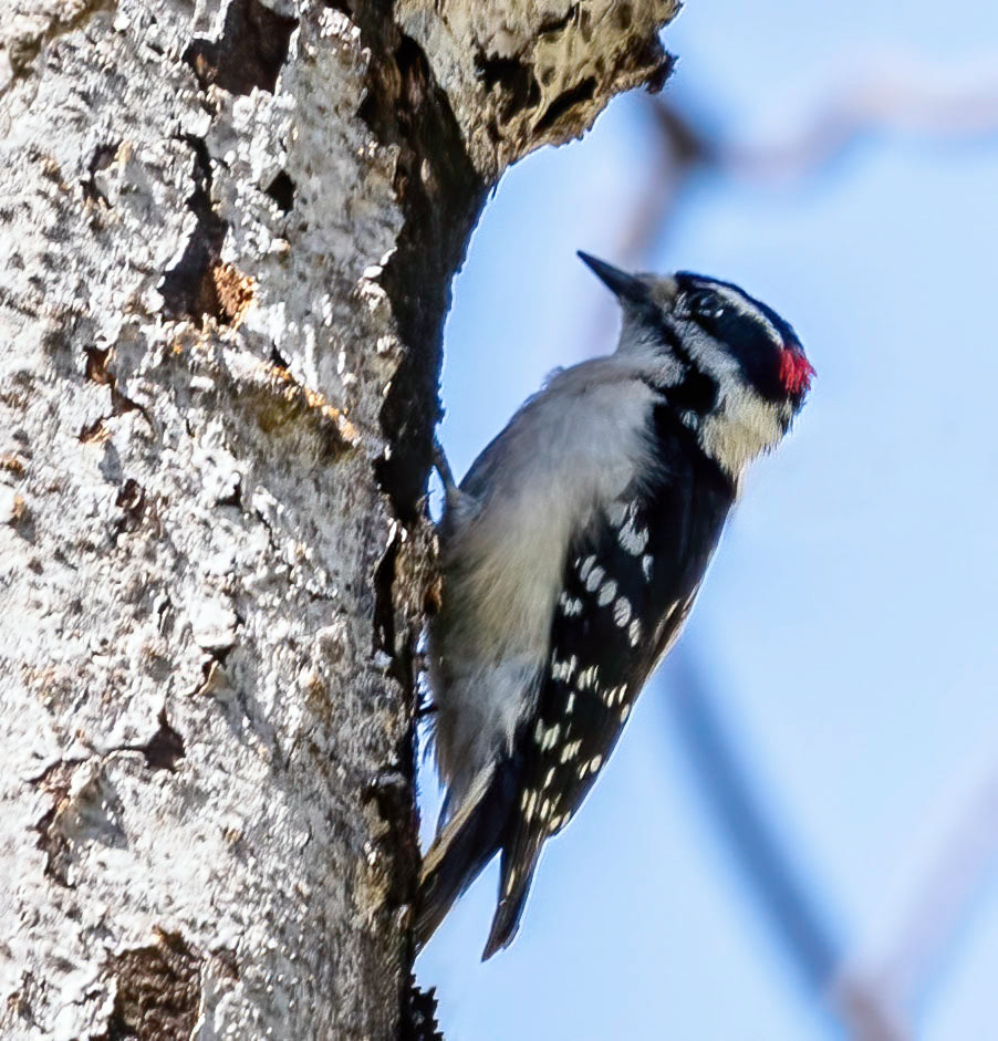 Woodpecker