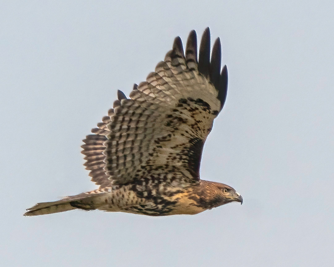 Red-Tailed Hawk