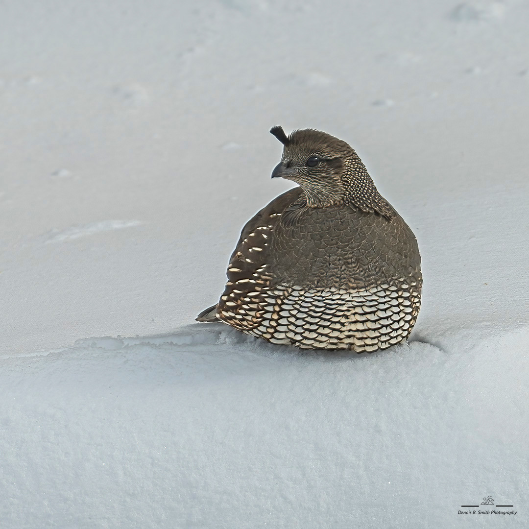 Lady Quail in the Snow II