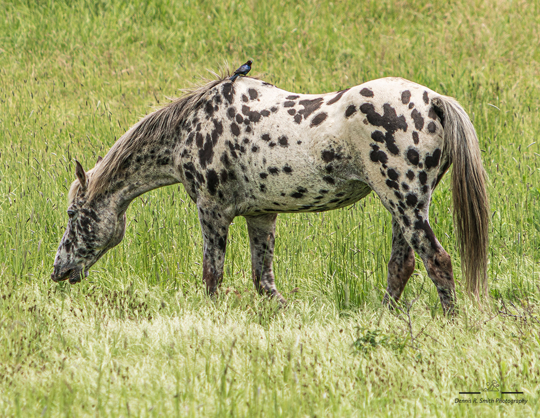 Appaloosa