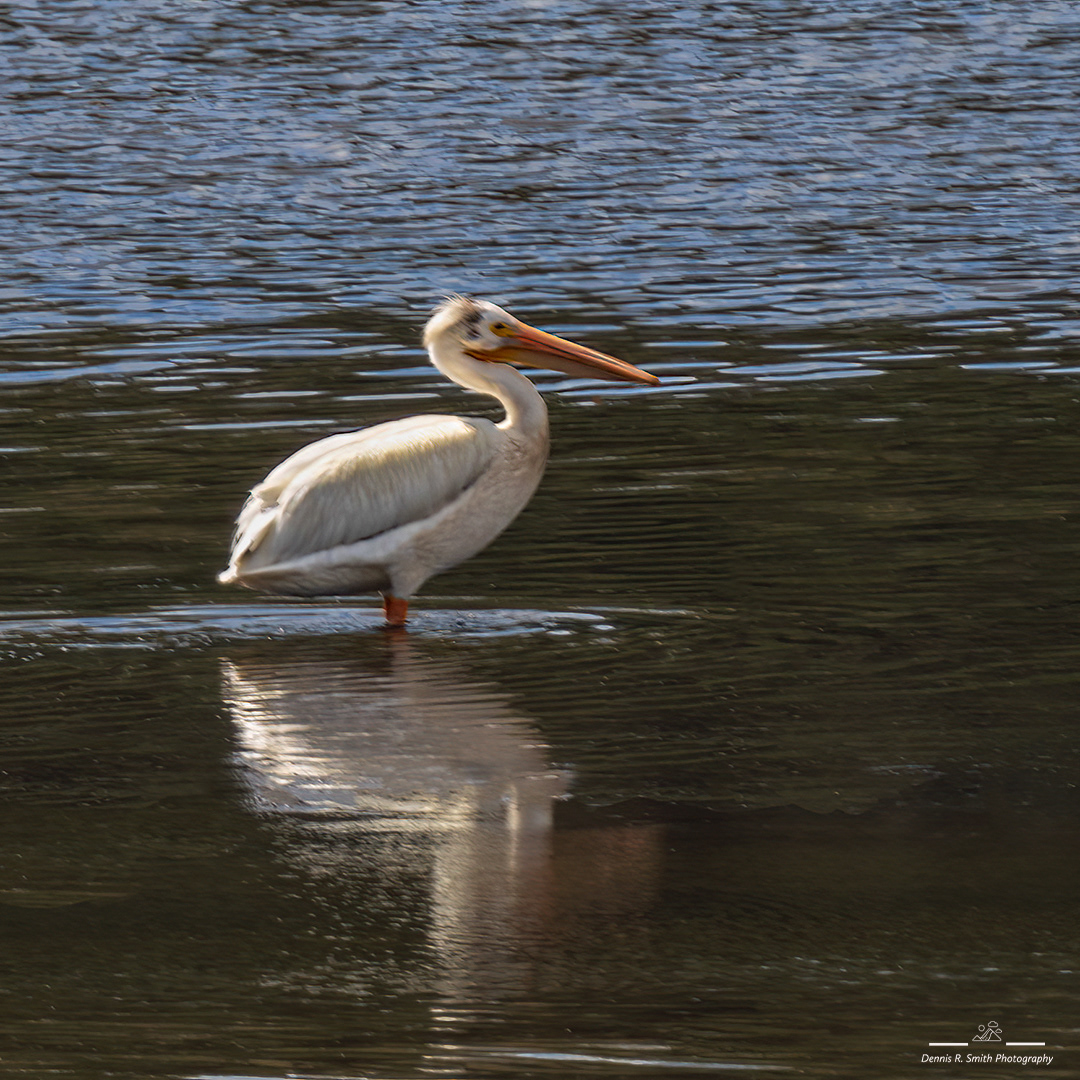Pelican