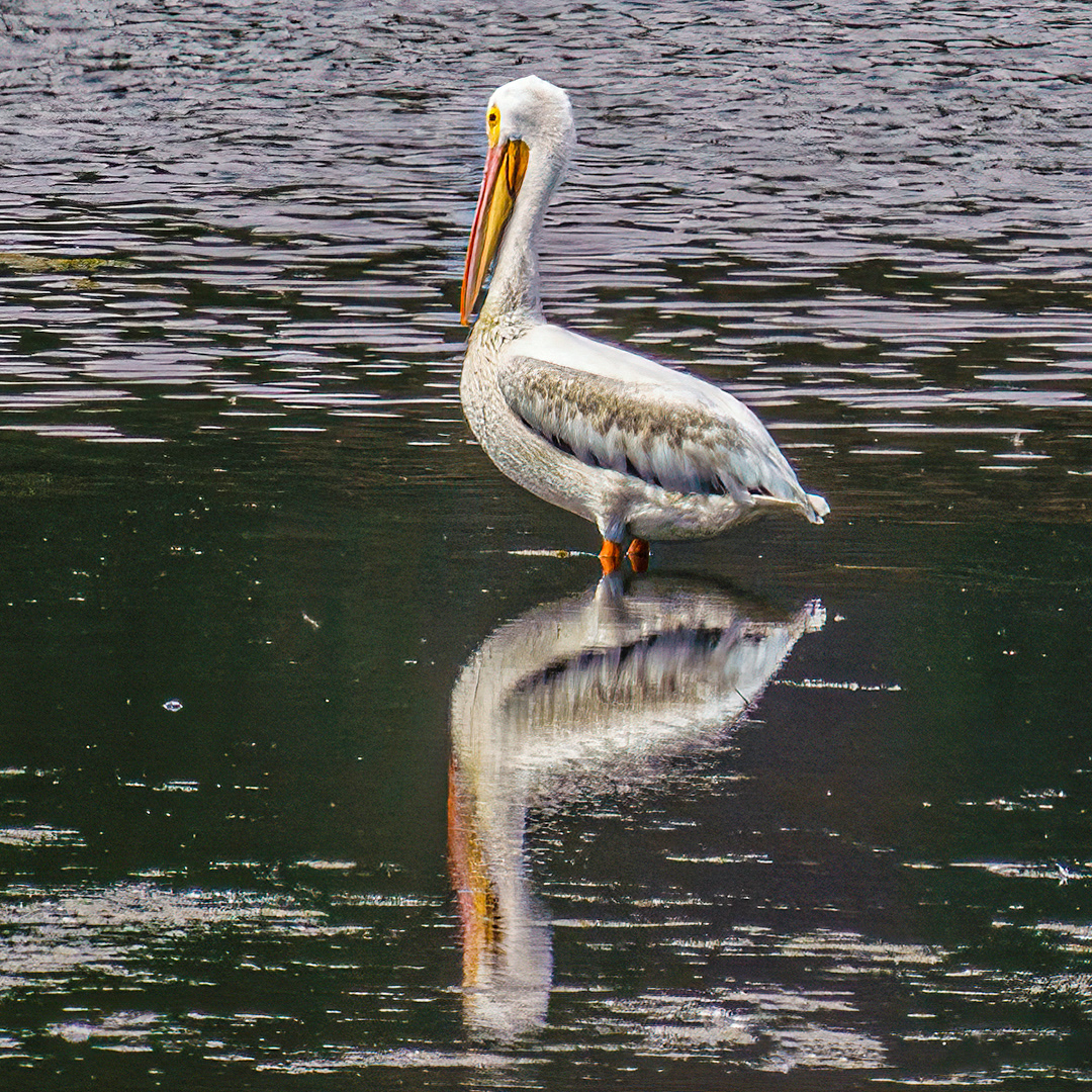 Pelican