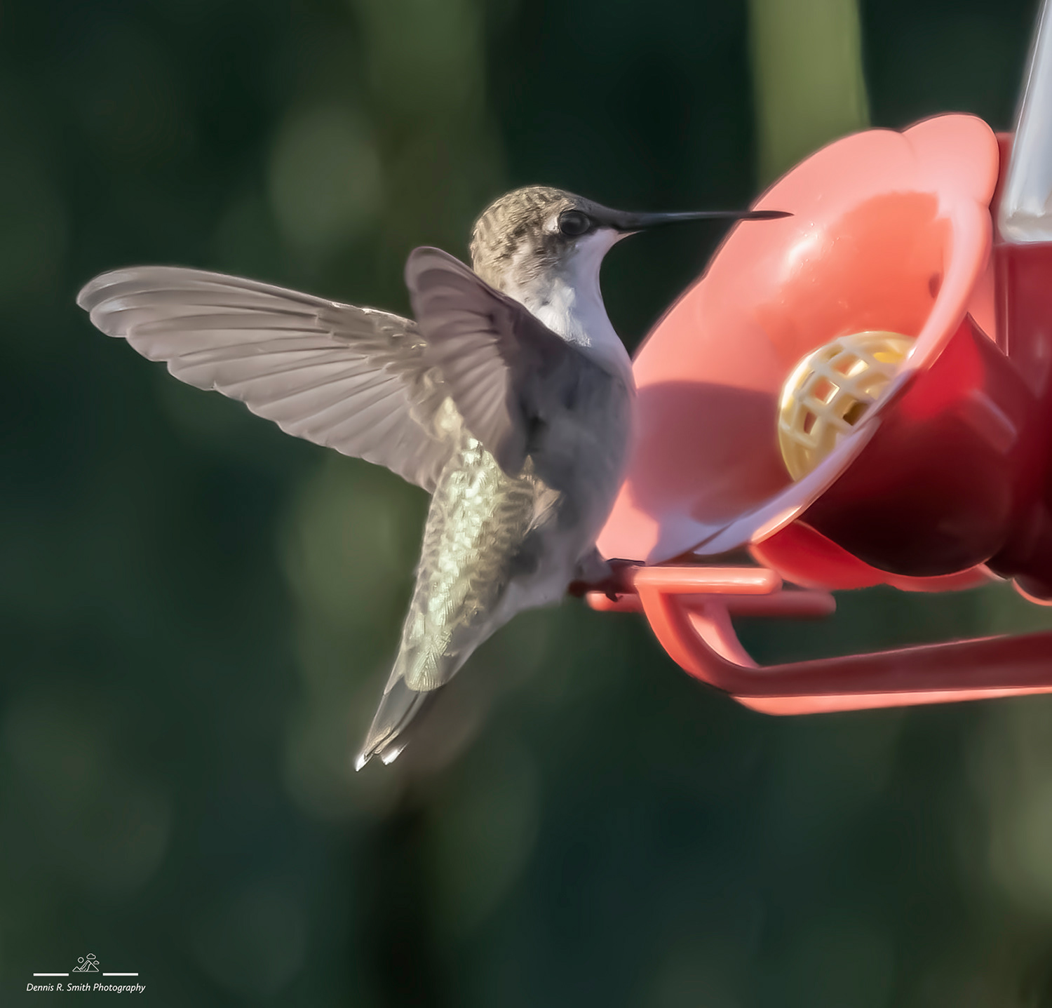 Hummer On Feeder 2