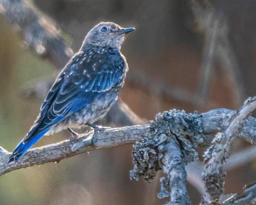 Bluebird in the Sun