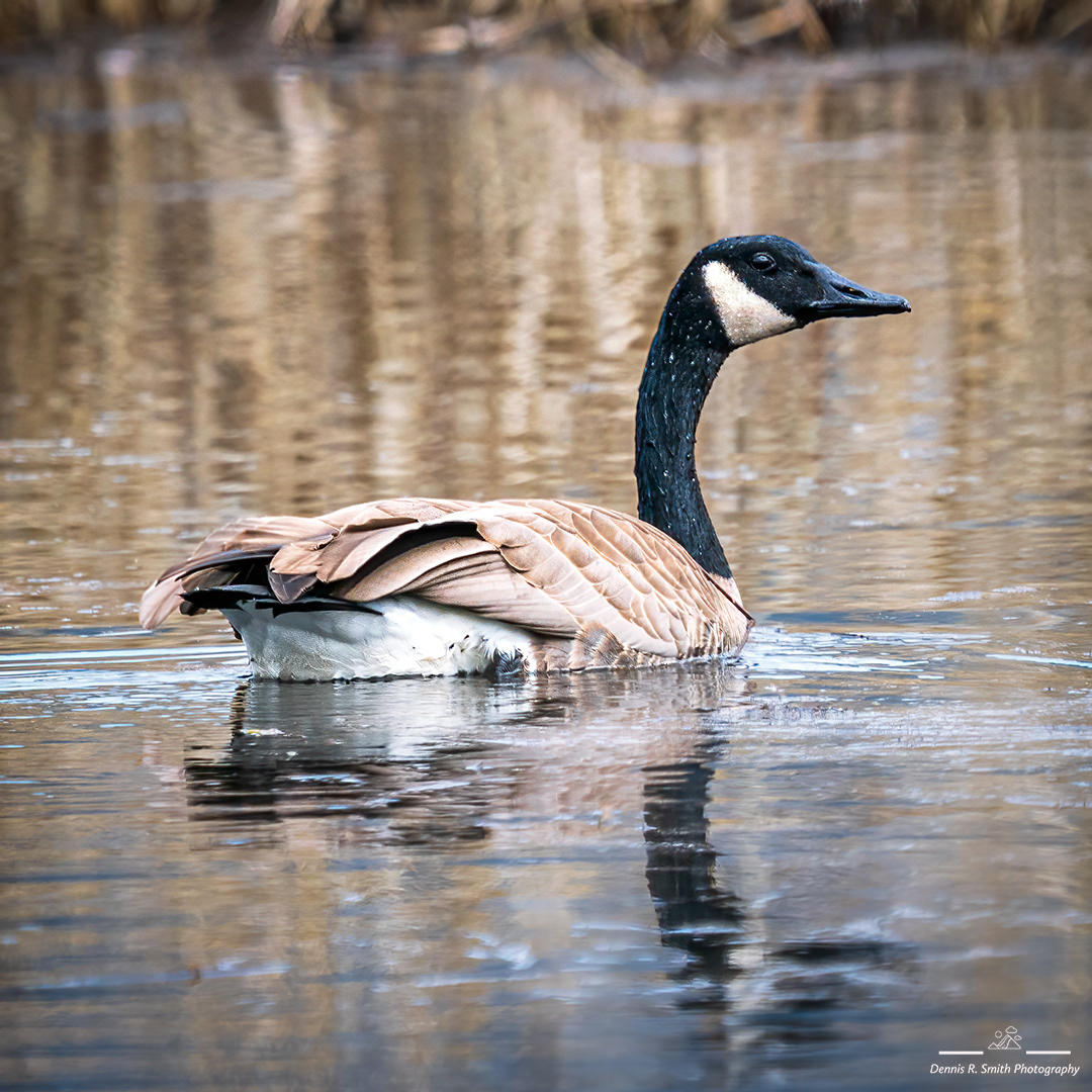 Canada Goose