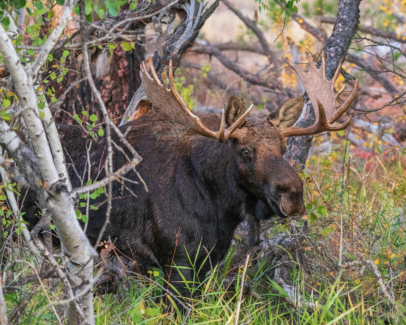 Bull Moose 2