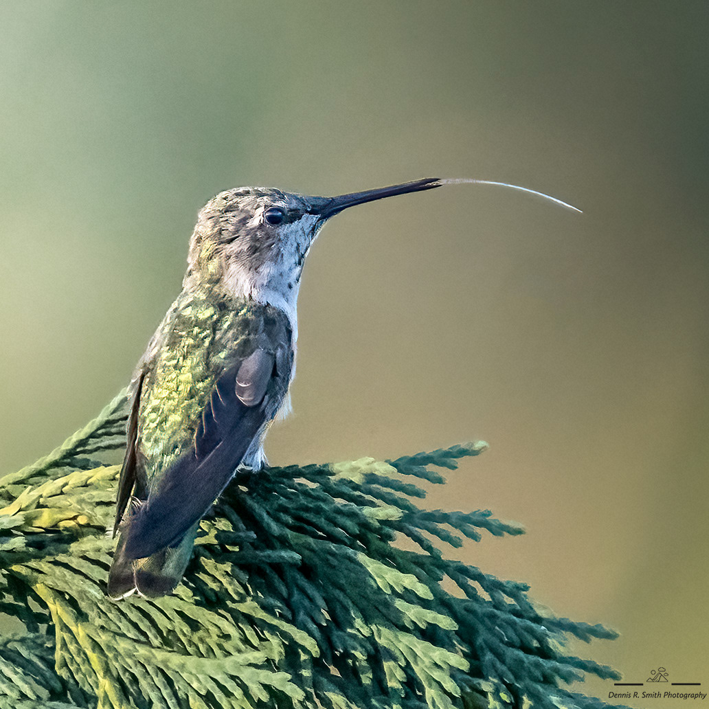 Hummer With Tongue Out