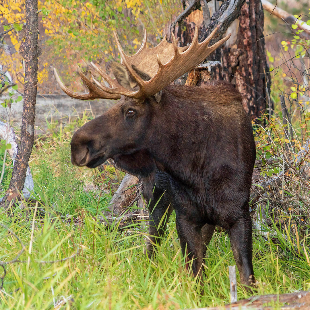 Bull Moose With Smile