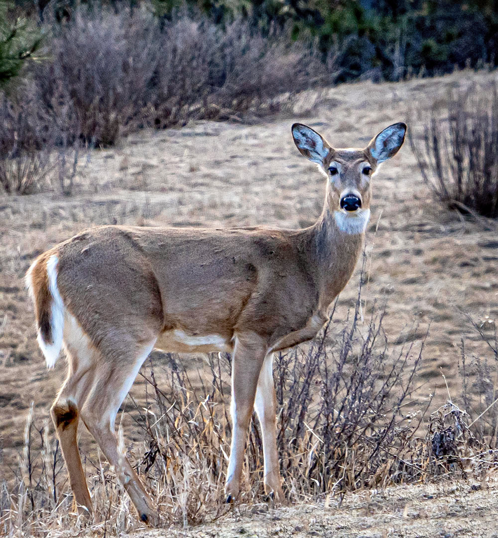 White-Tailed Deer