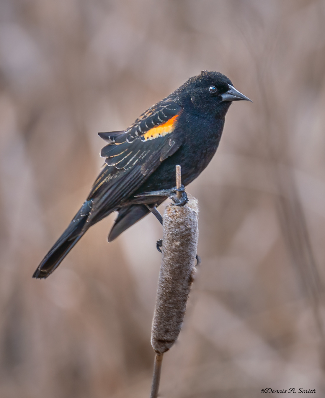Red-winged Blackbird in the Wind
