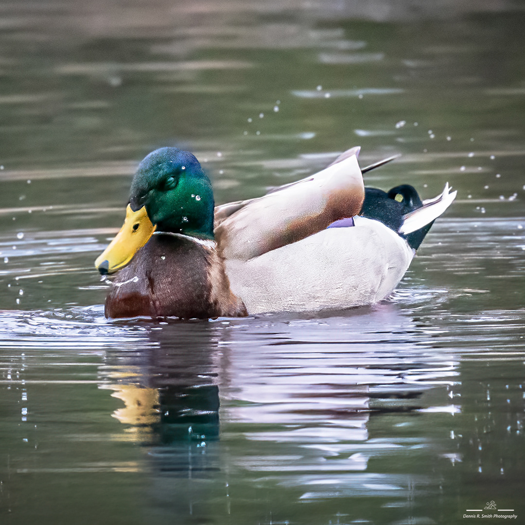 Mallard