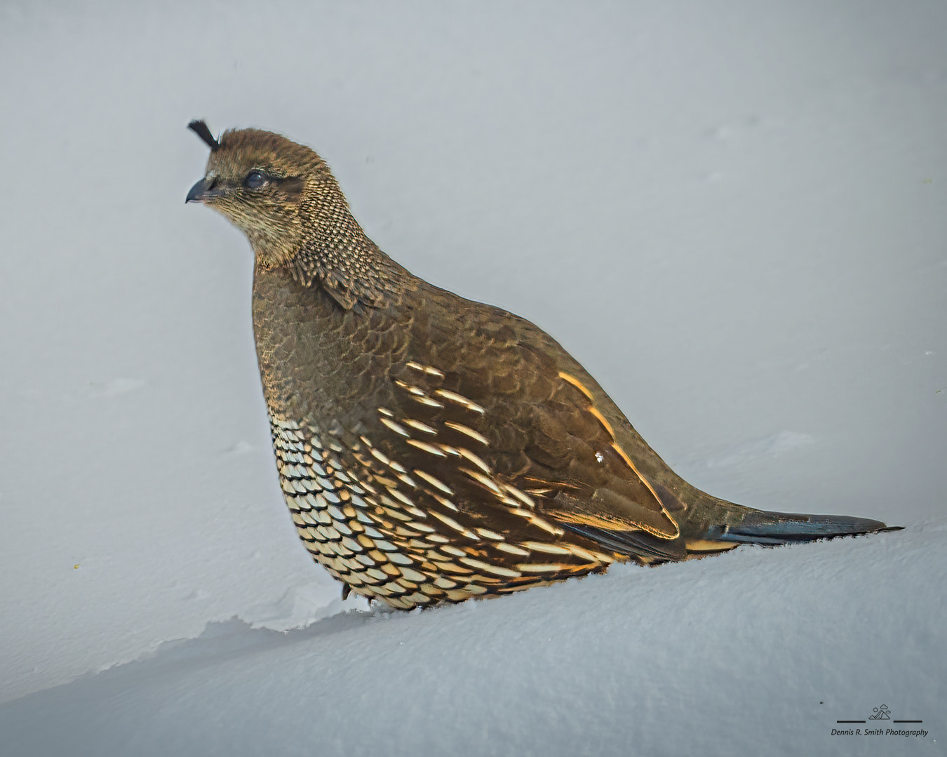 Lady Quail in the Snow