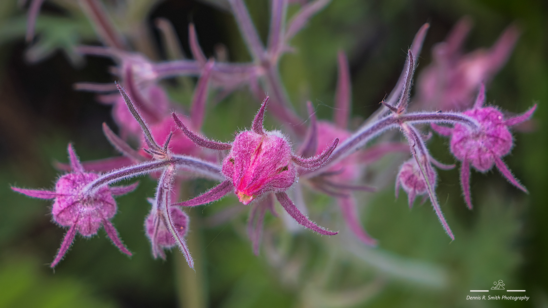 Prairie Smoke