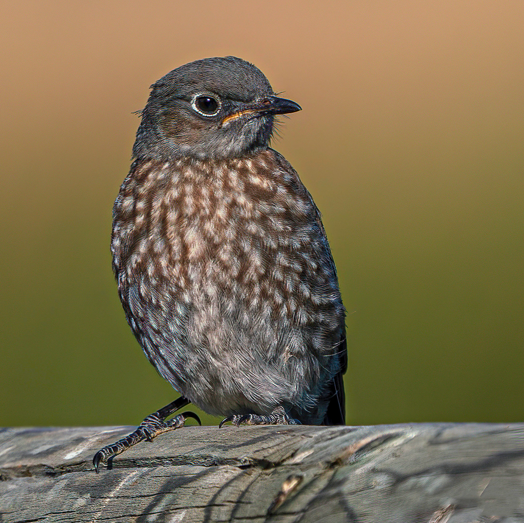 Western Bluebird