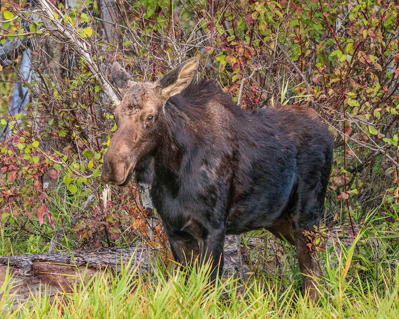 Moose Cow