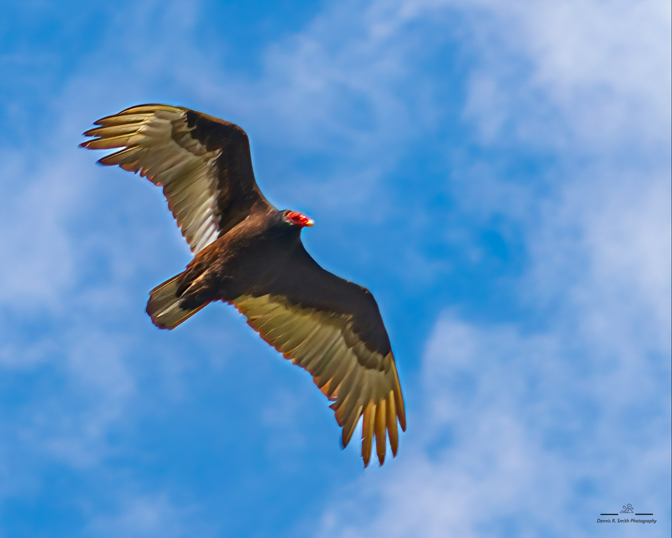 Turkey Vulture