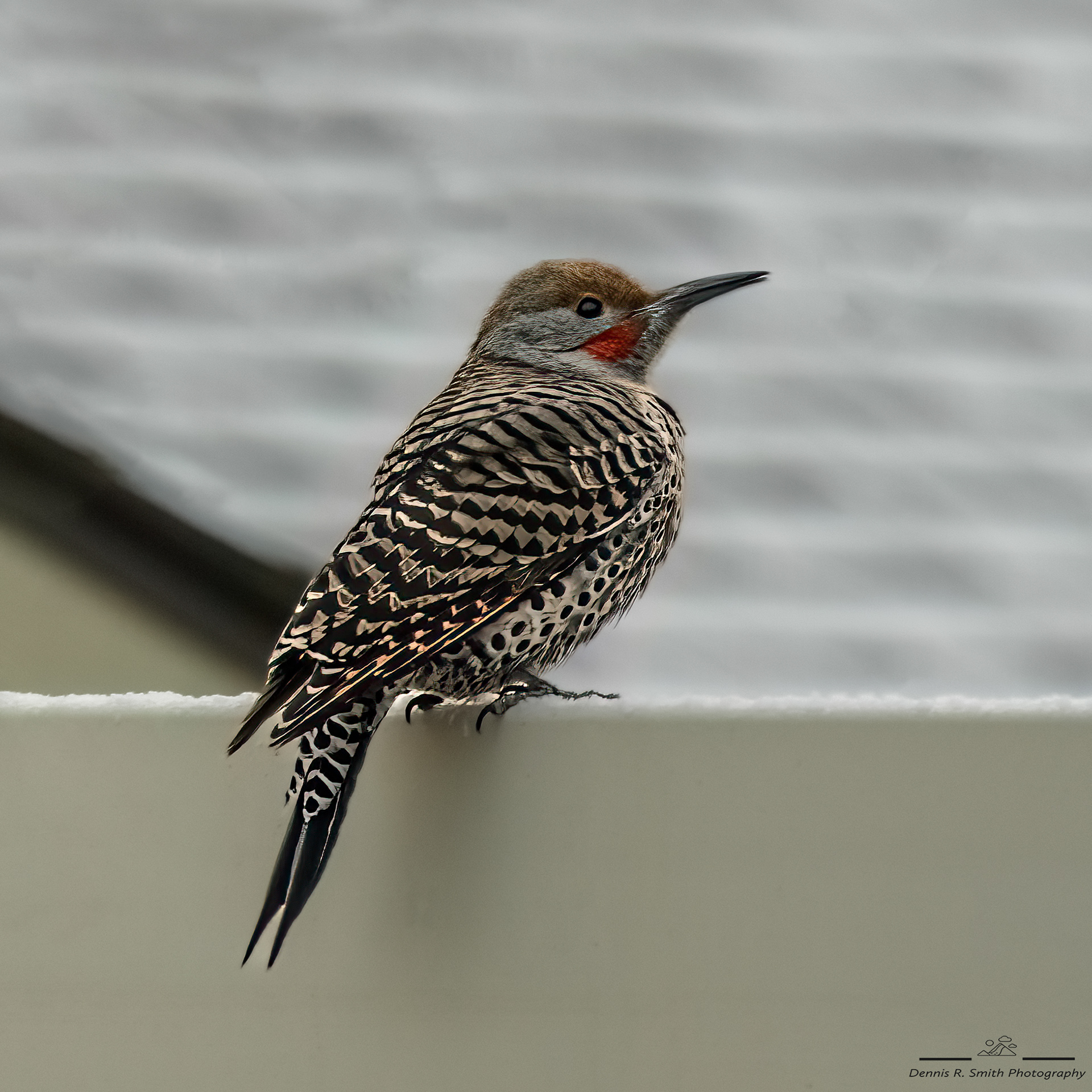 Flicker on a Fence