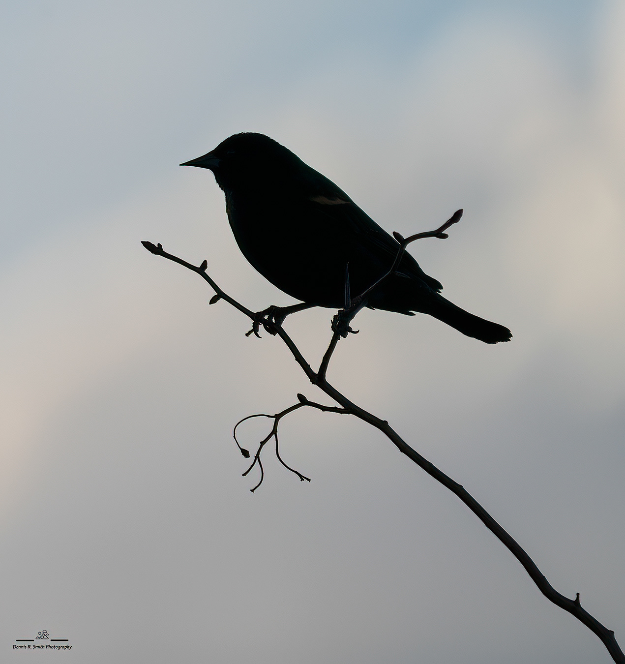 Red-Winged Blackbird in Silhouette