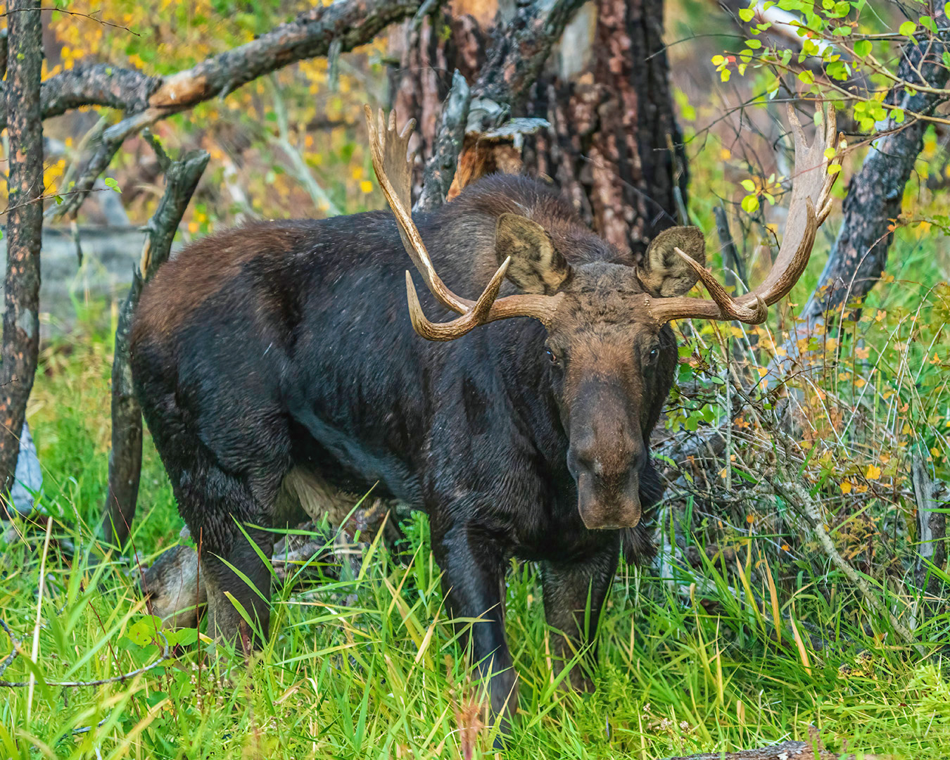 Bull Moose
