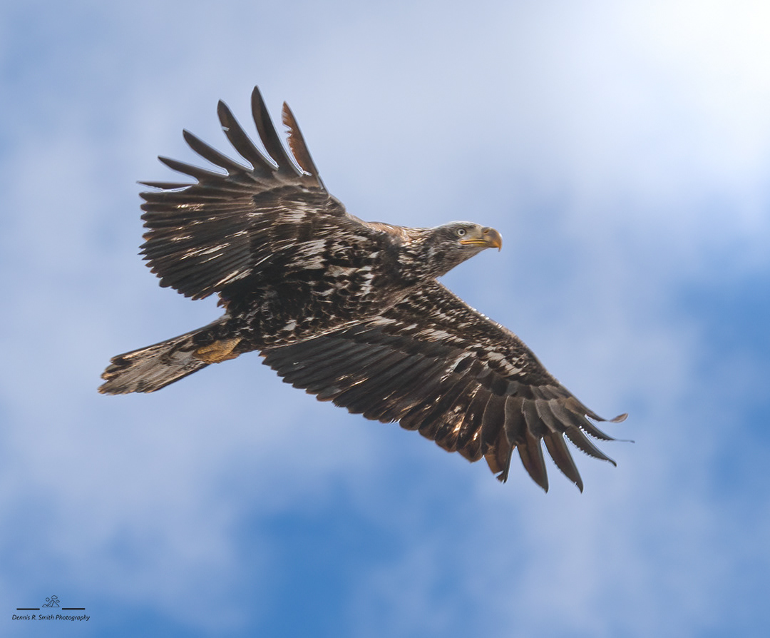 Juvenile Bald Eagle
