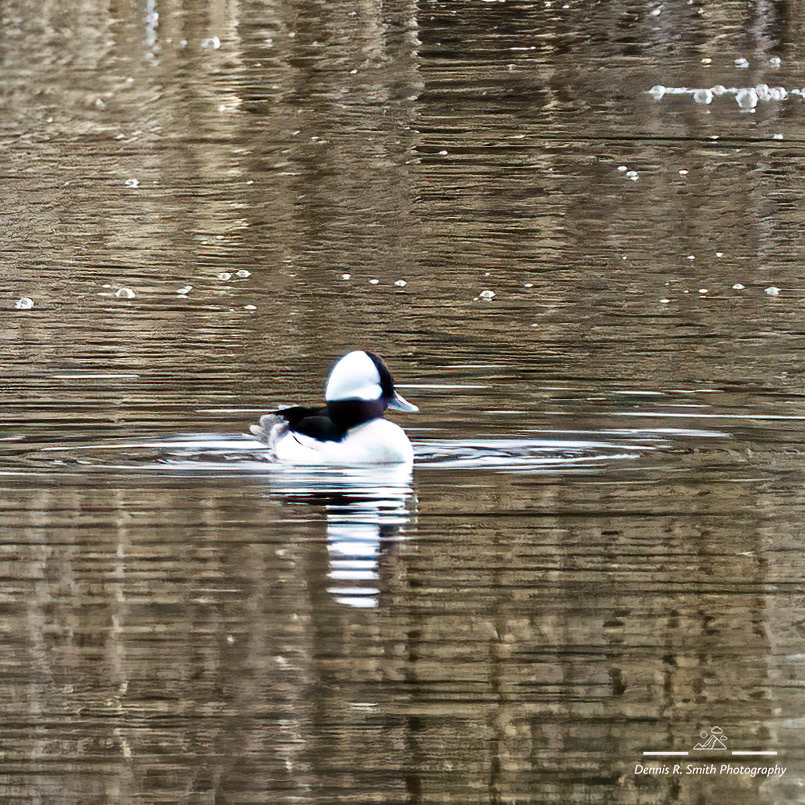 Bufflehead