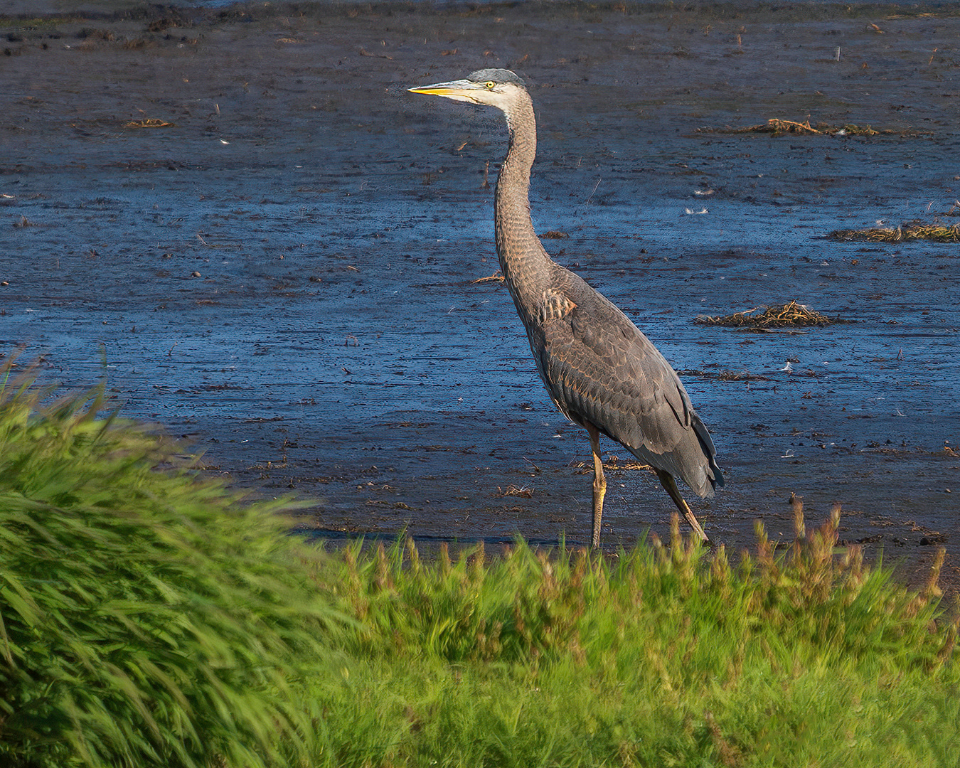 Great Blue Heron 3