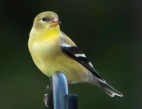 American Goldfinch