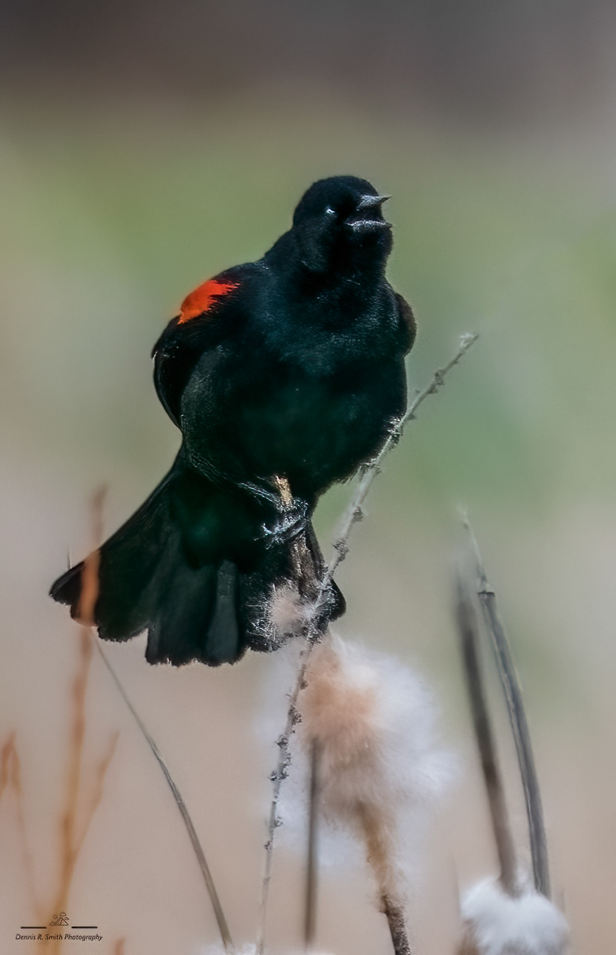 Red-winged Blackbird Singing