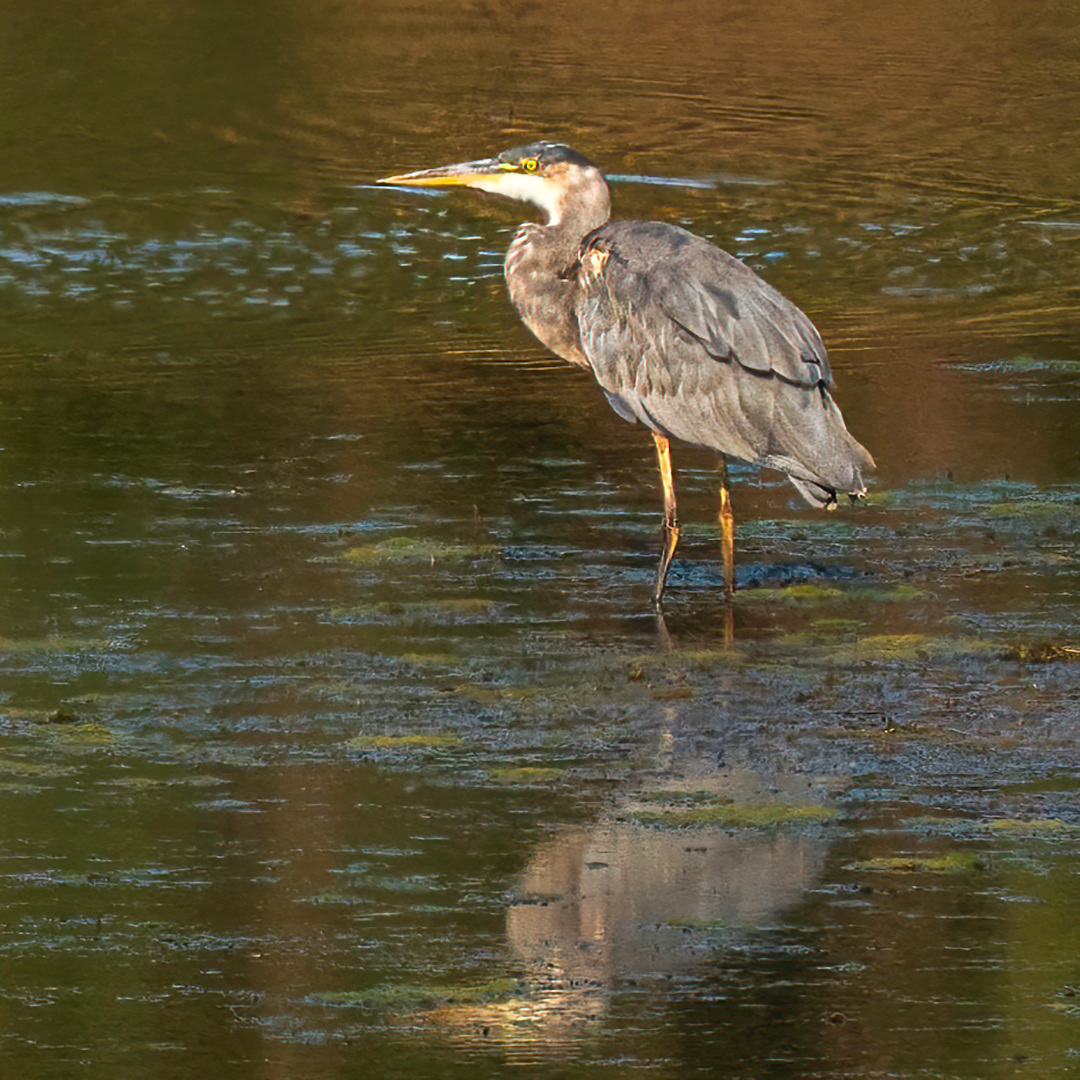 Great Blue Heron 2