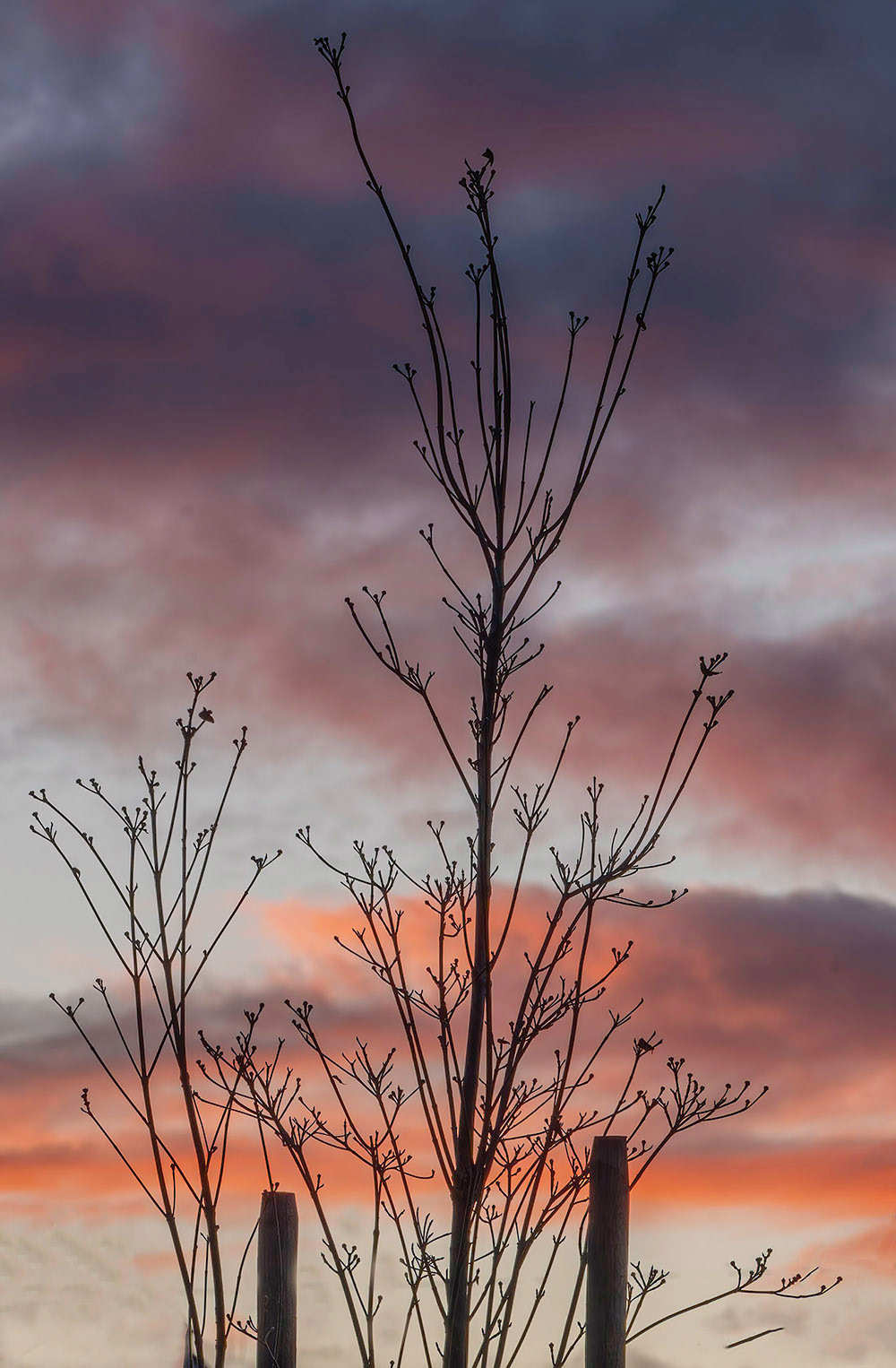 Sunset Tree