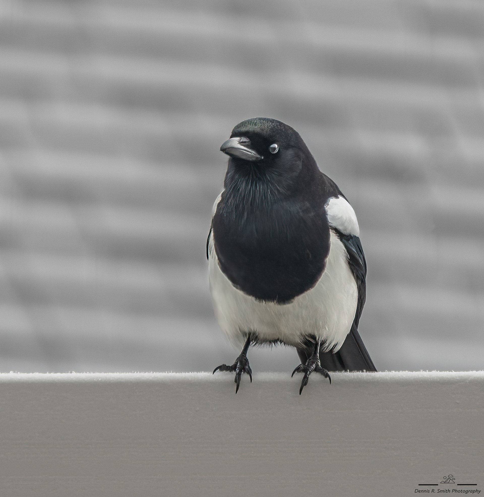 Magpie on a Fence