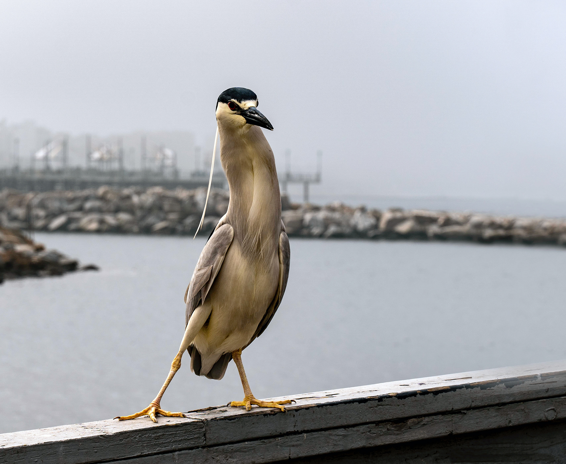 Black Capped Night Heron